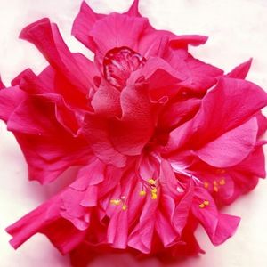 Meet your Posher, Rocio